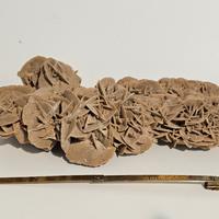 Rosa del deserto 25 cm