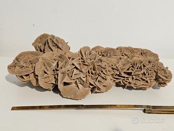 Rosa del deserto 25 cm