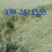 Rotoli Avene e Loietto