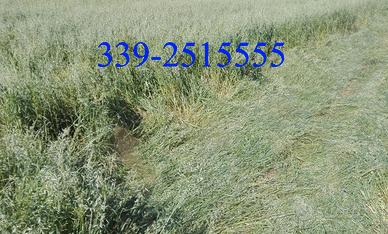 Rotoli Avene e Loietto