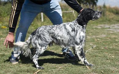 Setter caccia e gare