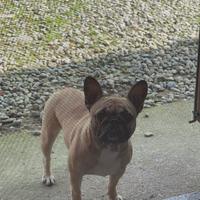 Cane bulldog francese