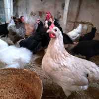 Galline in blocco