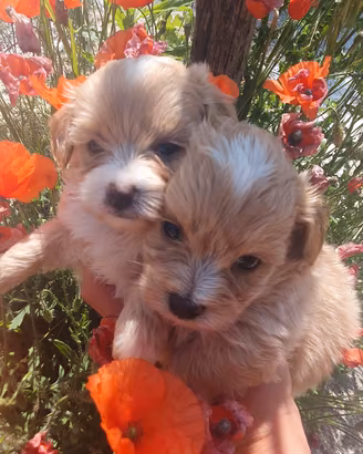 Cuccioli di Maltipoo Nori e Sky
