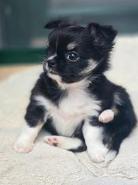 Chihuahua super maschietto meraviglioso