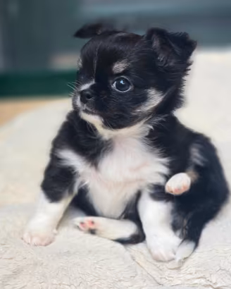 Chihuahua super maschietto meraviglioso