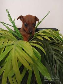 Pincher nano da borsetta