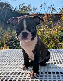 Splendida cucciola boston terrier, allev. enci
