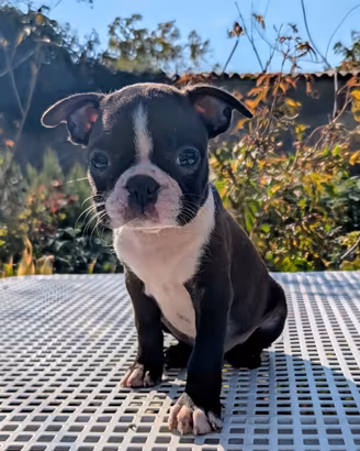 Splendida cucciola boston terrier, allev. enci