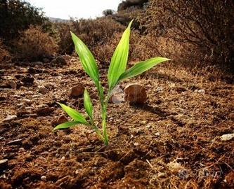 TER. AGRICOLO A COLOGNO AL SERIO