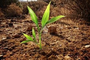 TER. AGRICOLO A COLOGNO AL SERIO