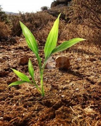 TER. AGRICOLO A COLOGNO AL SERIO