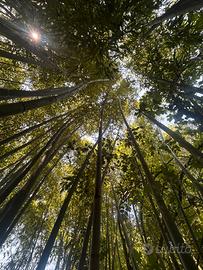 Bamboo