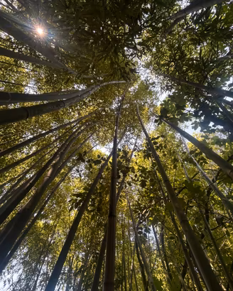 Bamboo