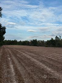 Terreno a Grui Maiori, Arborea