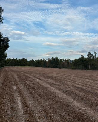 Terreno a Grui Maiori, Arborea