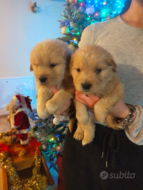 Golden retriever americano