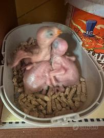 Parrocchetto dal collare Clertail Puri