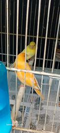 Uccelli
