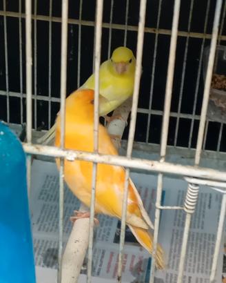 Uccelli