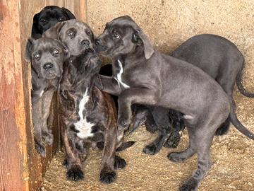 Cuccioli Cane Corso