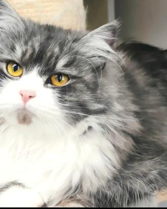Gatti siberiani