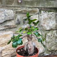 Bonsai di ficus