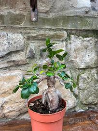 Bonsai di ficus