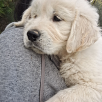 Maschietti di Golden Retriever inglese