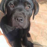 Vendita cucciolo cane corso