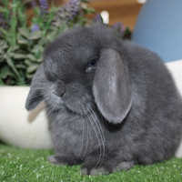 Coniglio ariete nano