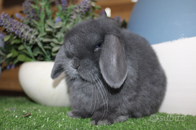 Coniglio ariete nano