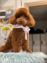 Barboncino Red pedigree enci