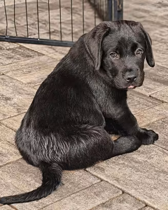Ultimi 3 Cuccioli di Labrador Retriever