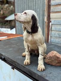 Cuccioli Setter Inglese