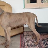 Weimarainer per accoppiamento