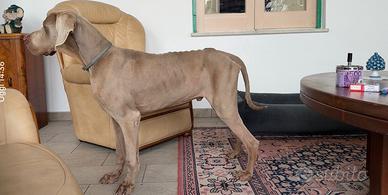 Weimarainer per accoppiamento