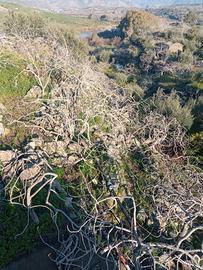 pistacchieto a Bronte con casetta