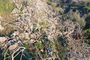 pistacchieto a Bronte con casetta