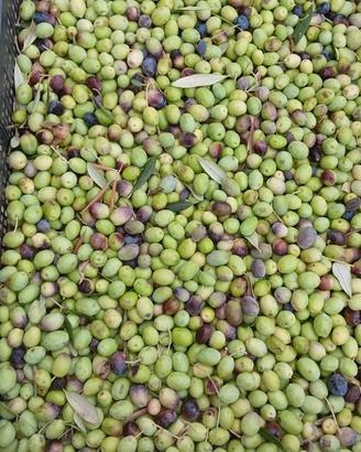 Olive 