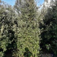 Leccio lecci per rimboschimento