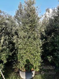 Leccio lecci per rimboschimento