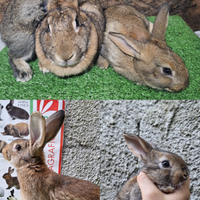 Conigli leprino di Viterbo