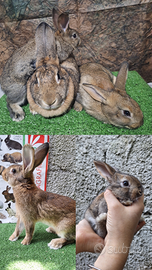 Conigli leprino di Viterbo