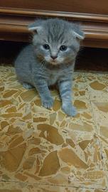 schottis gatti cuccioli 