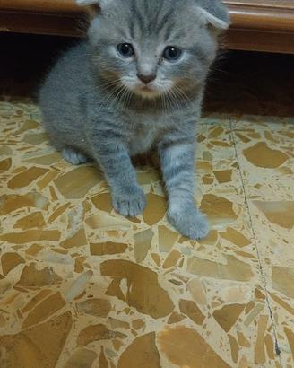schottis gatti cuccioli 