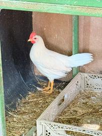 Galli