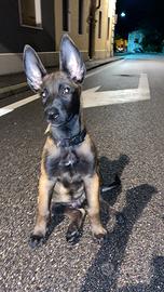 Pastore Belga Malinois