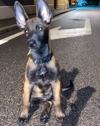 Pastore Belga Malinois