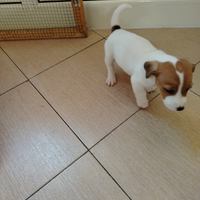Cuccioli di Jack Russell